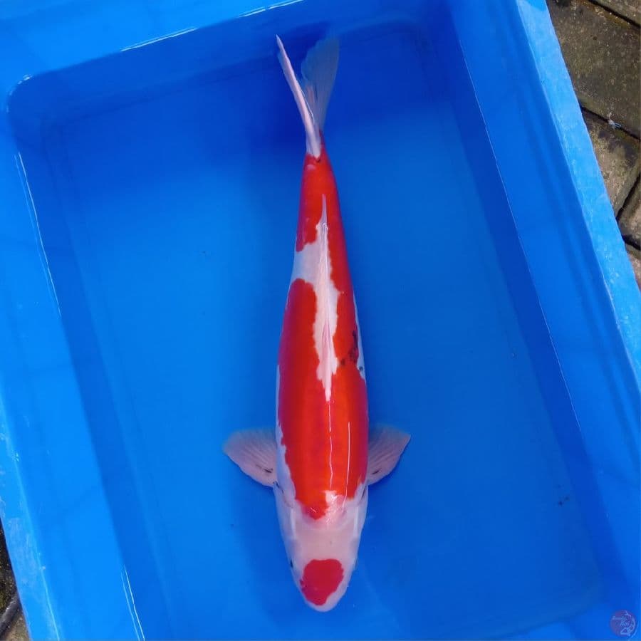 MARUTEN BENI KUMONRYU ORI 49CM JANTAN