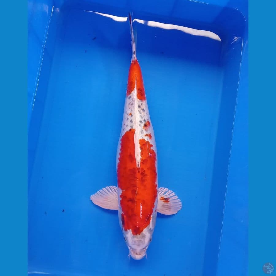 KUJAKU MALE 49CM