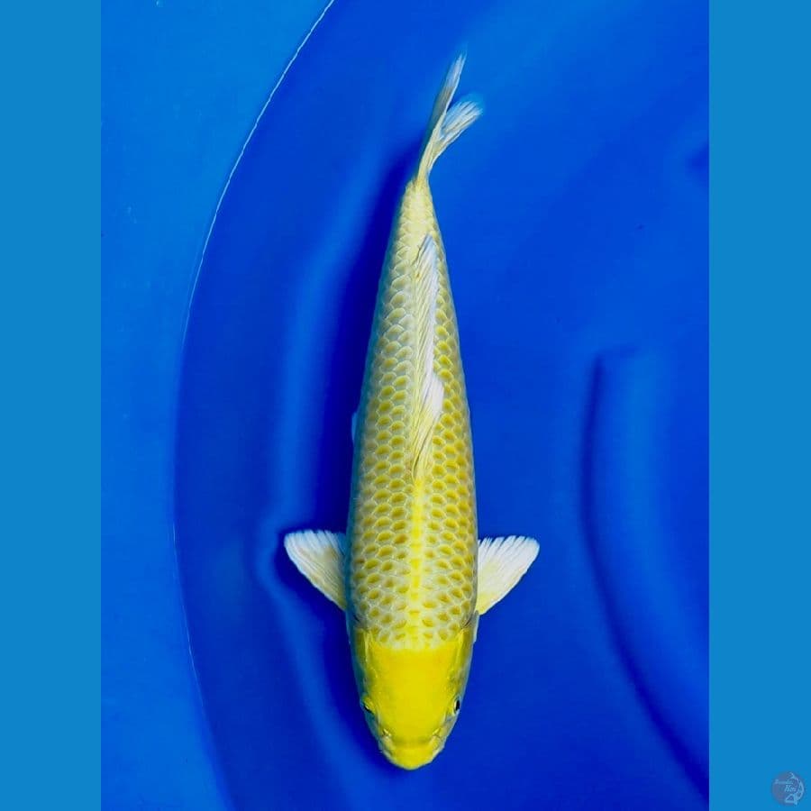 43cm , Super ogon male ,