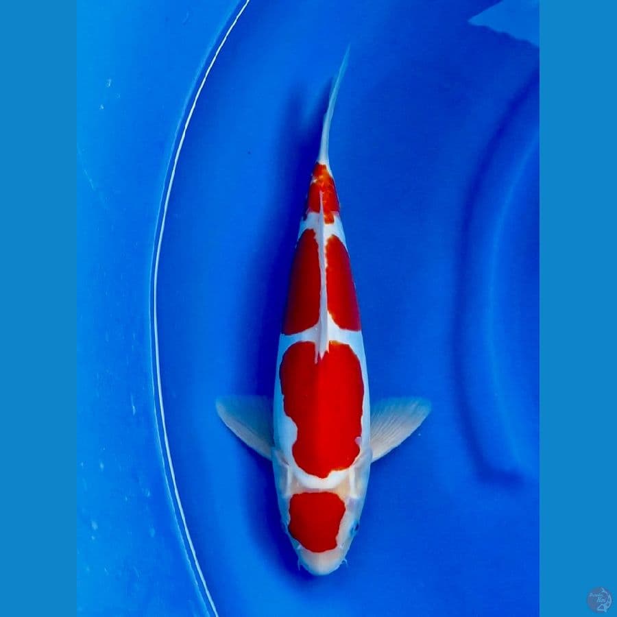 kohaku doitsu maruten ori 35cm 