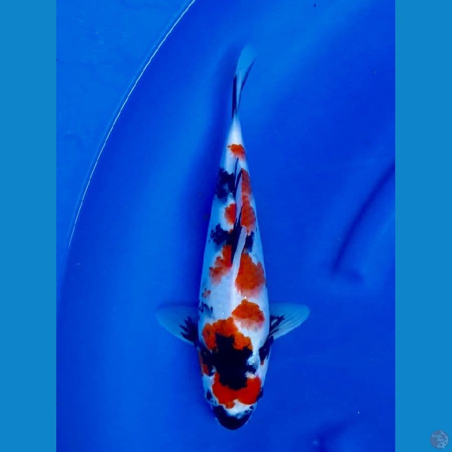 showa 31cm