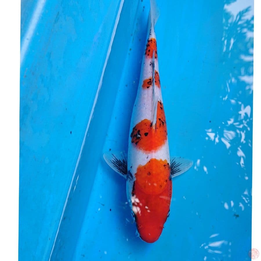 BENIMATSUKAWABAKE  27 CM