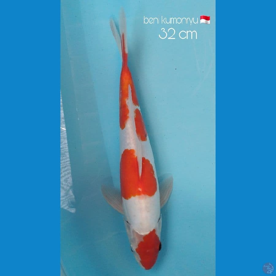 Sandan beni kumonryu 32 cm