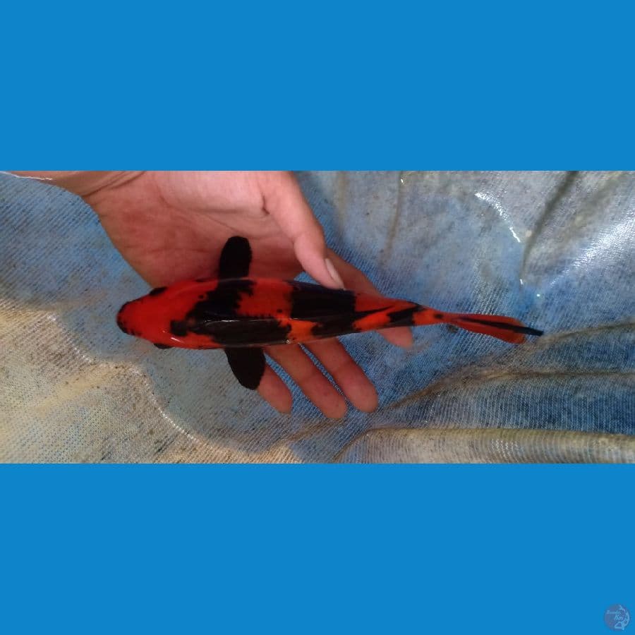 Hi Utsuri 23cm up