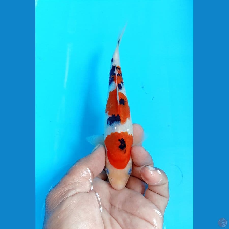 Sanke 19cm