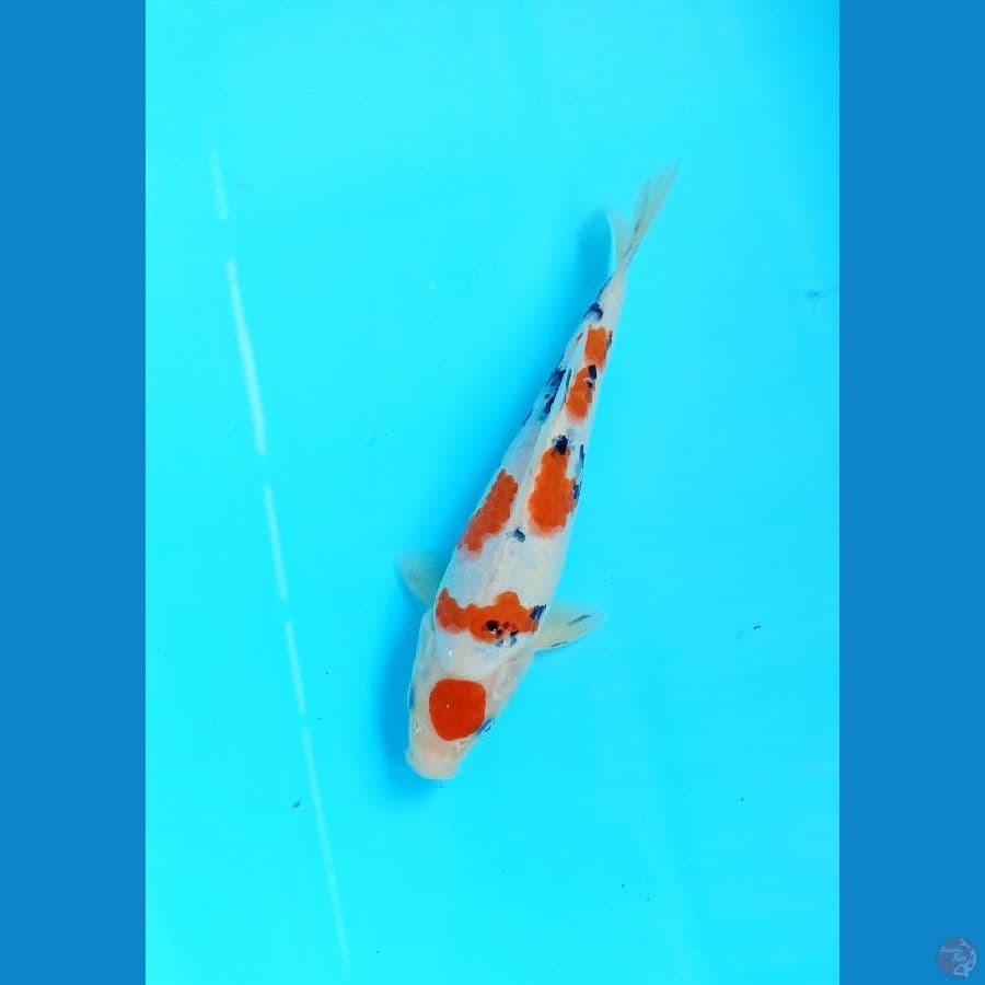 Sanke 20cm