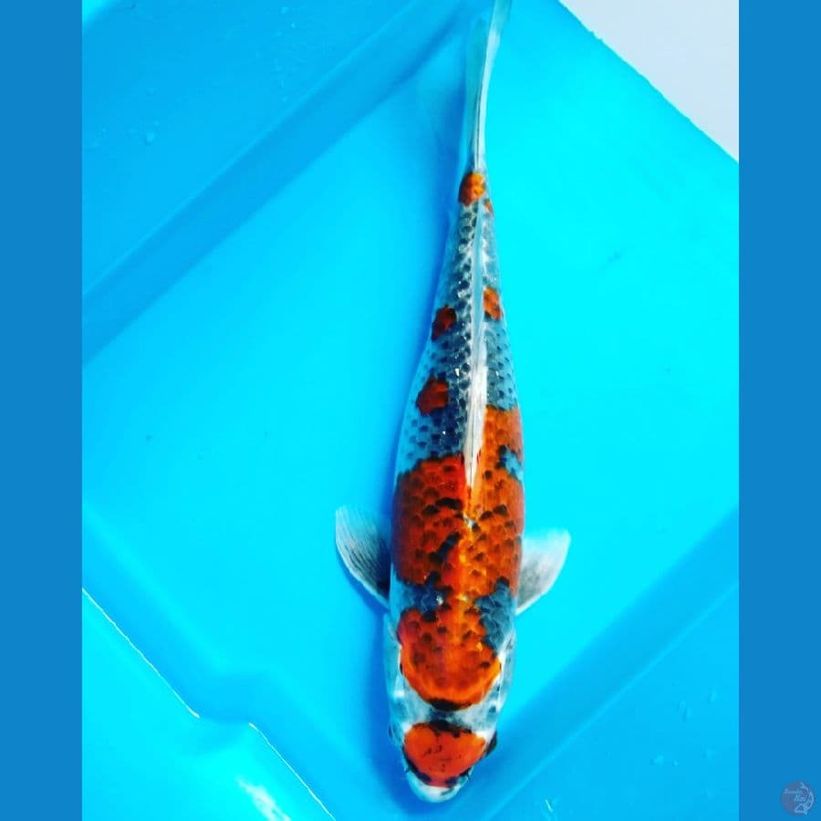 Maruten Goshiki 35cm Female