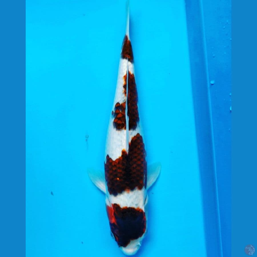 Budho Goromo 4 Step 30cm Female
