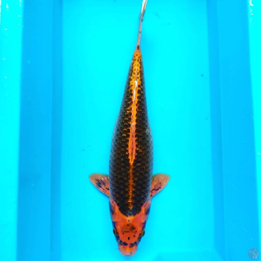 Kin Matsuba 45 cm Female