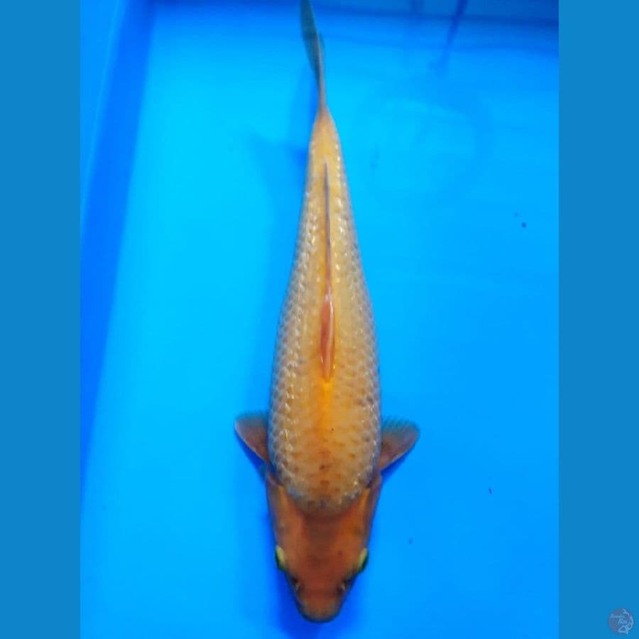 Karashi Corn ginrin munuk 30cm Lokal