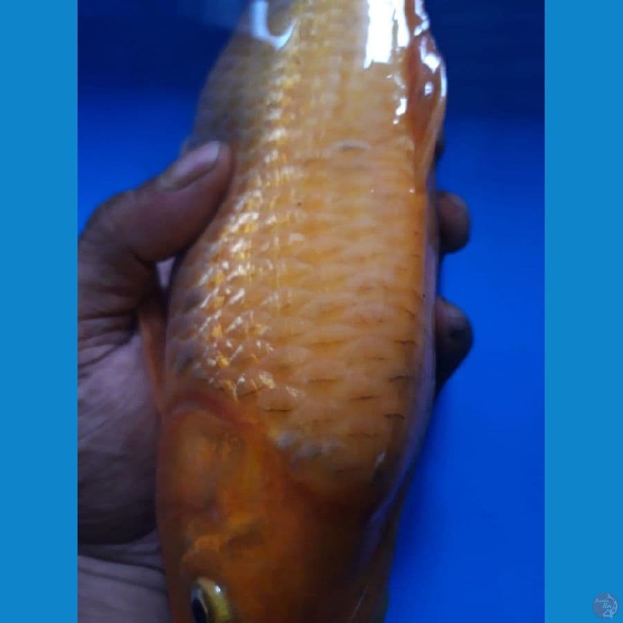 Karashi Corn ginrin munuk 30cm Lokal