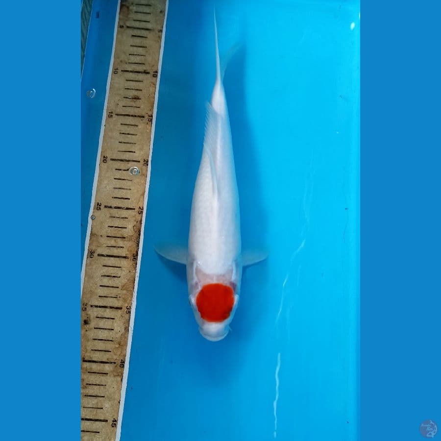 Tancho 32cm