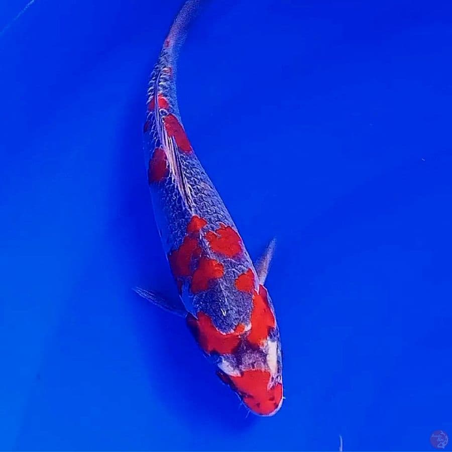 kuro goshiki 26 cm