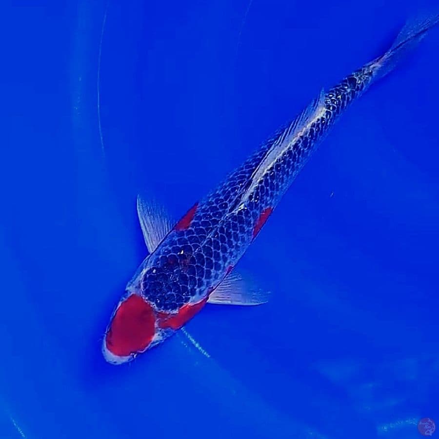 maruten goshiki strong 27 cm