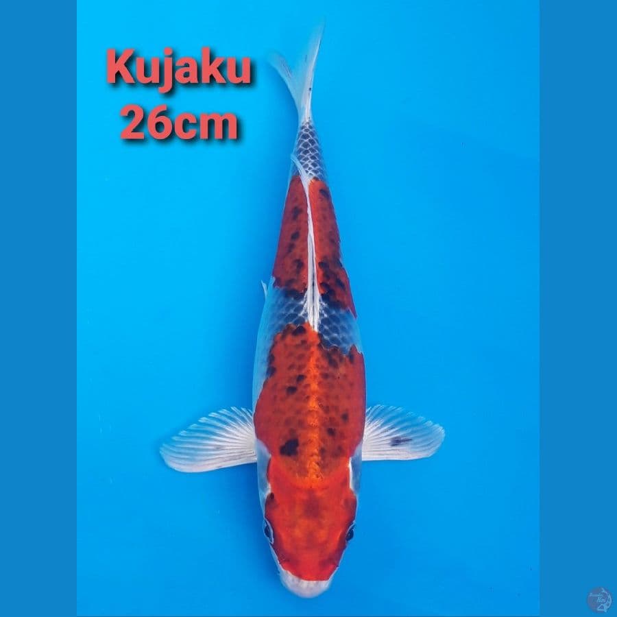 KUJAKU 26CM