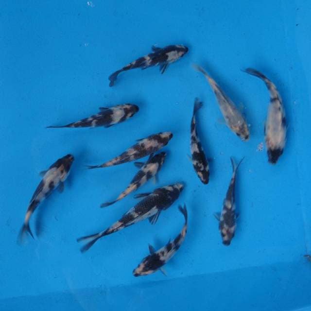 Mix Shiro F1