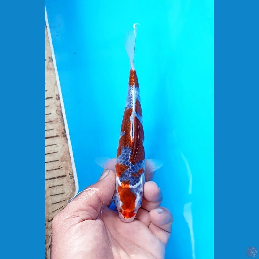Goshiki 20cm