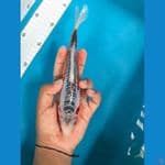 CYPROX - Shusui 21cm