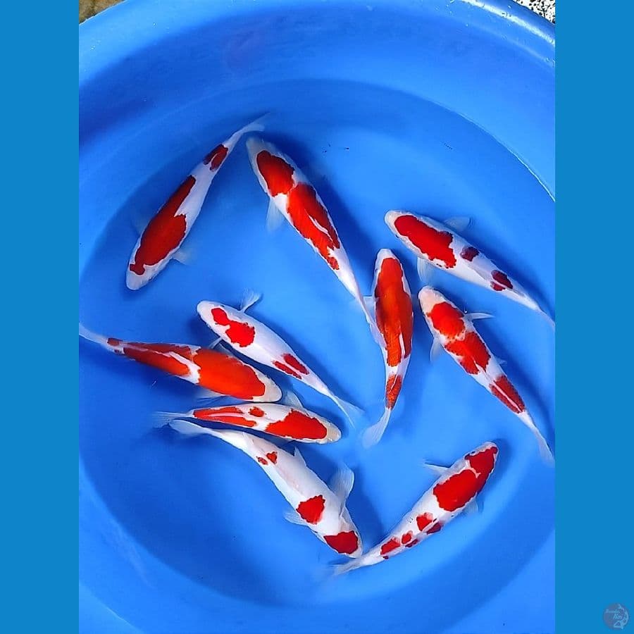 kohaku origin 24-29cm