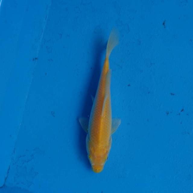 Karashi F1