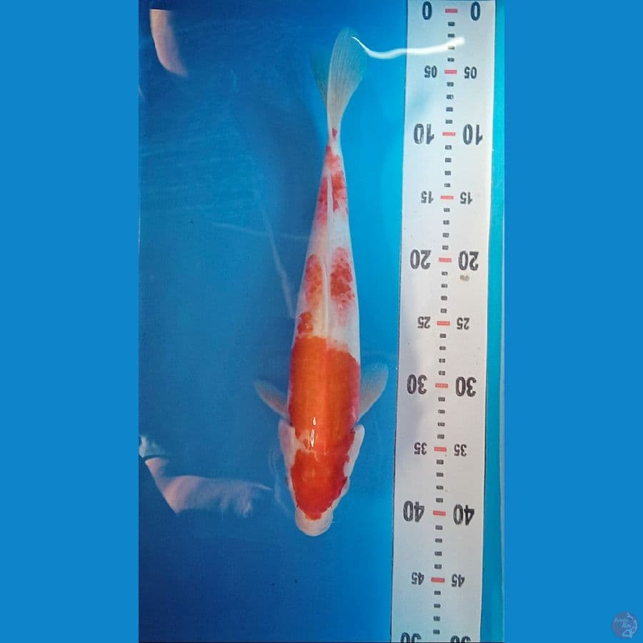 Kohaku