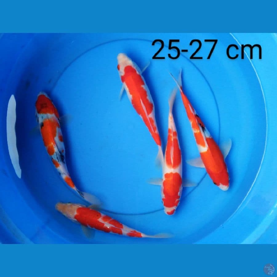 mix kohaku sanke 25-27 cm