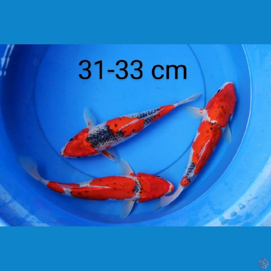 goshiki 31-33 cm