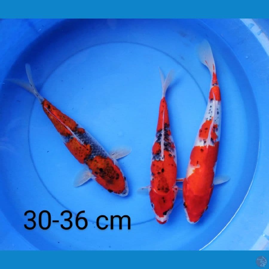 goshiki 30-36 cm