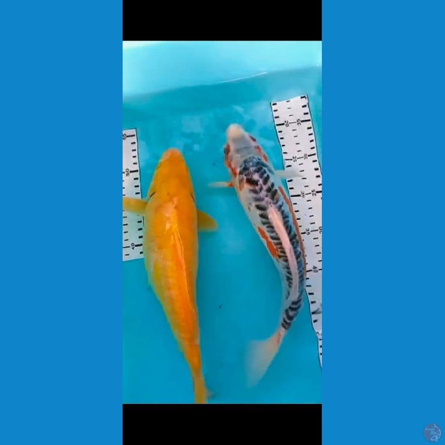 karasi+shusui 33cm