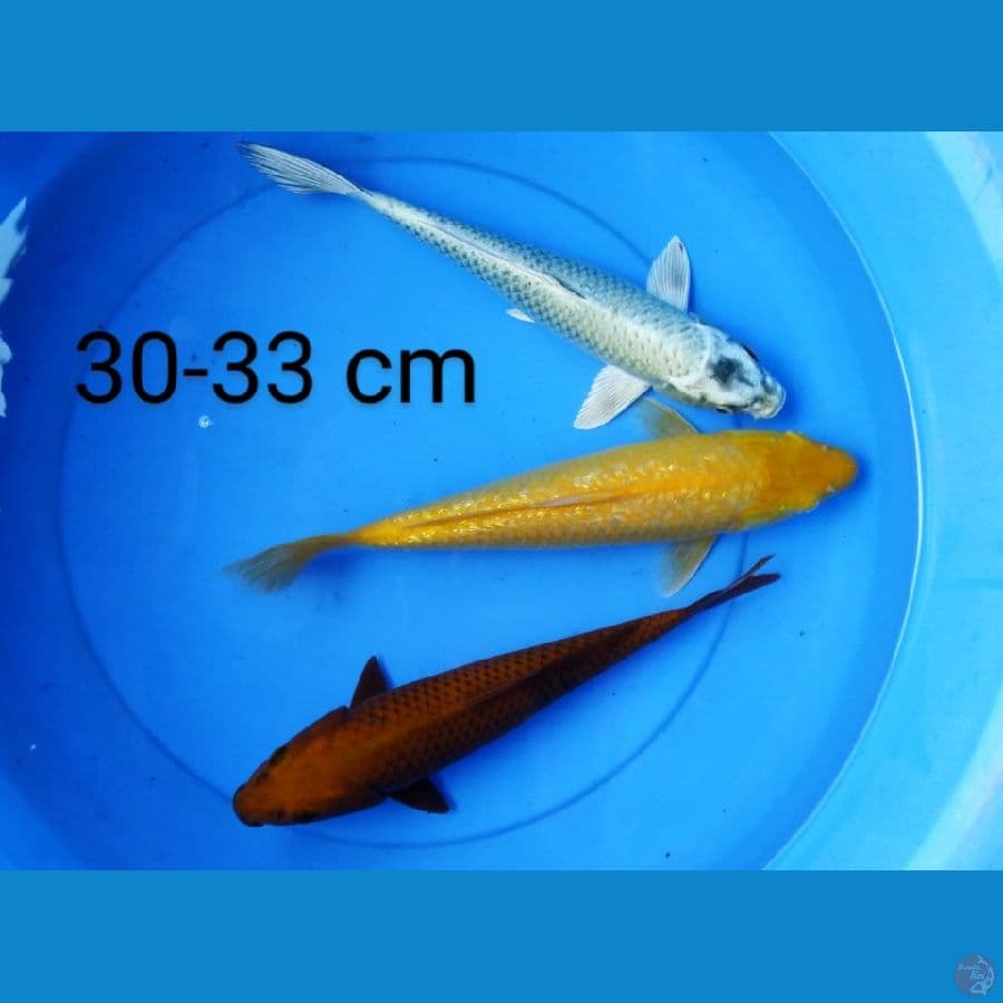 mix 30-33 cm