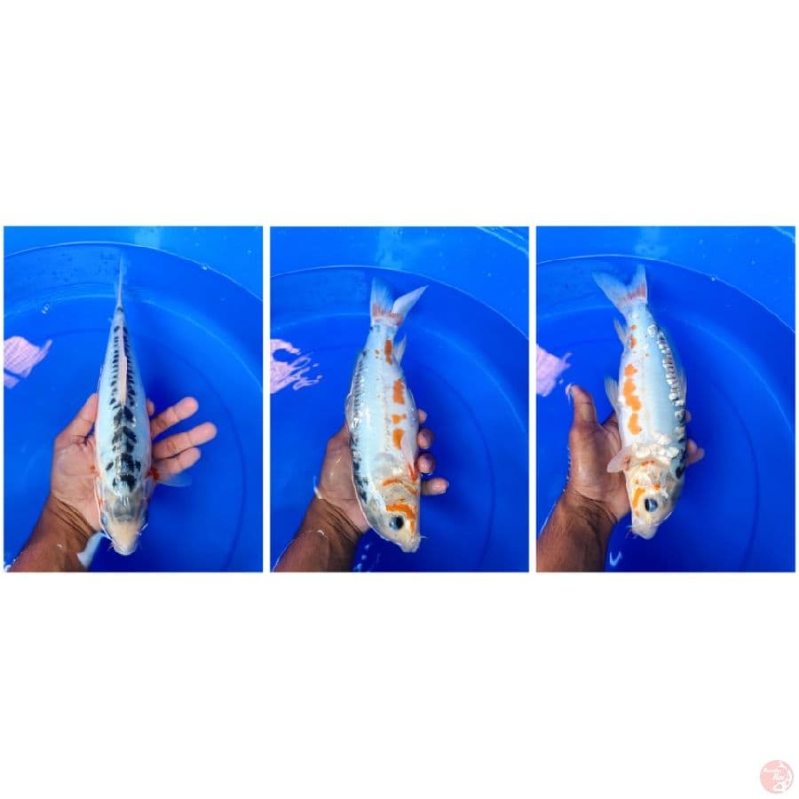 susui 34cm