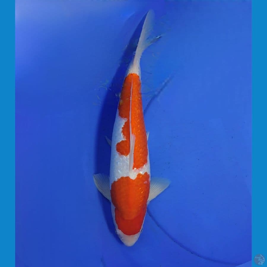 Kohaku ginrin