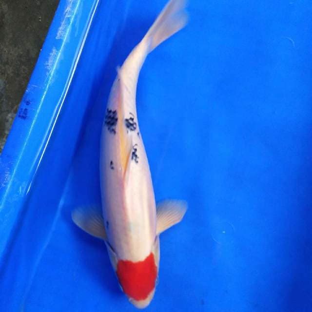 HWC (S of T) male 36cm