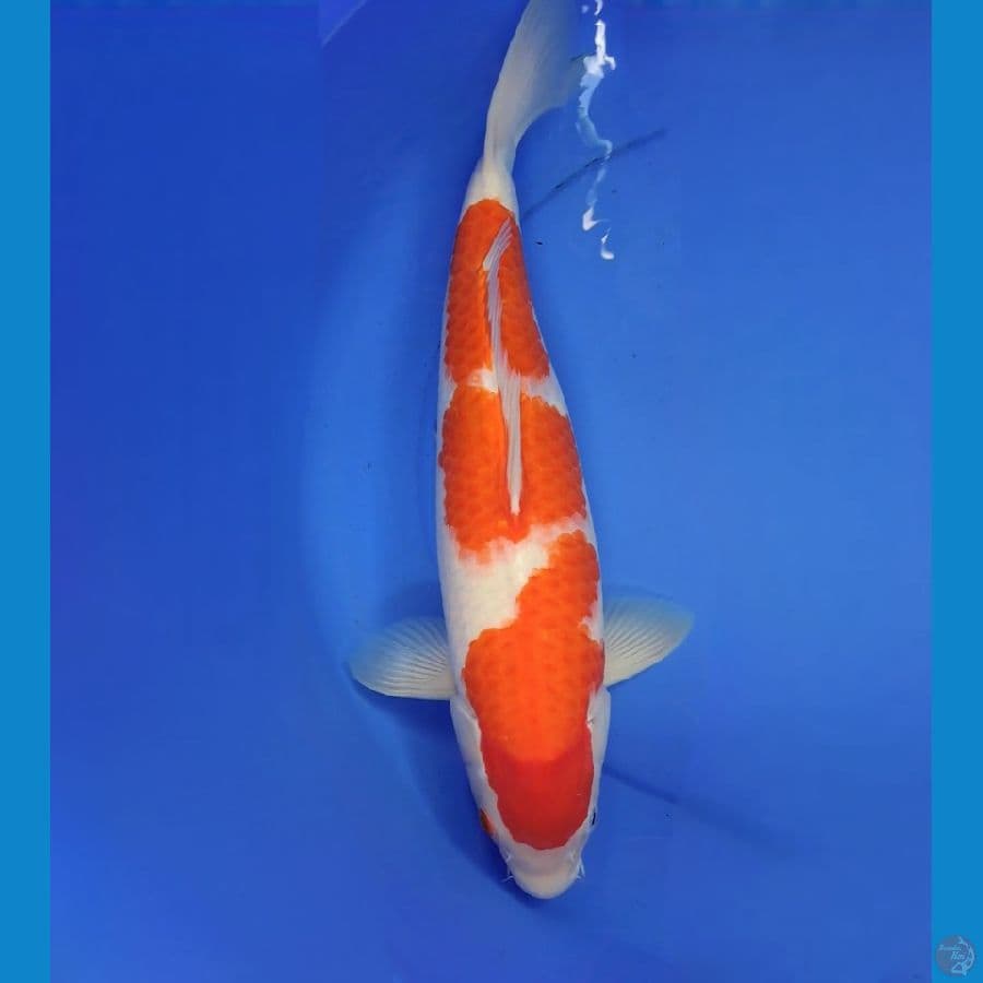 Kohaku