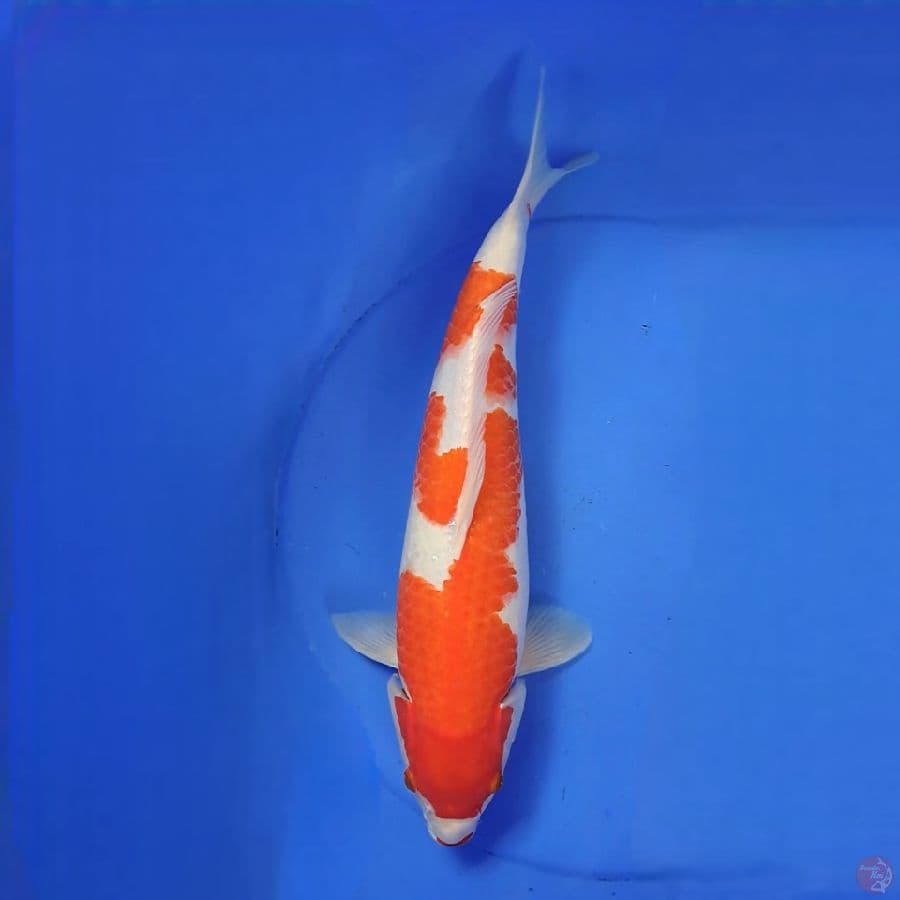 Kohaku