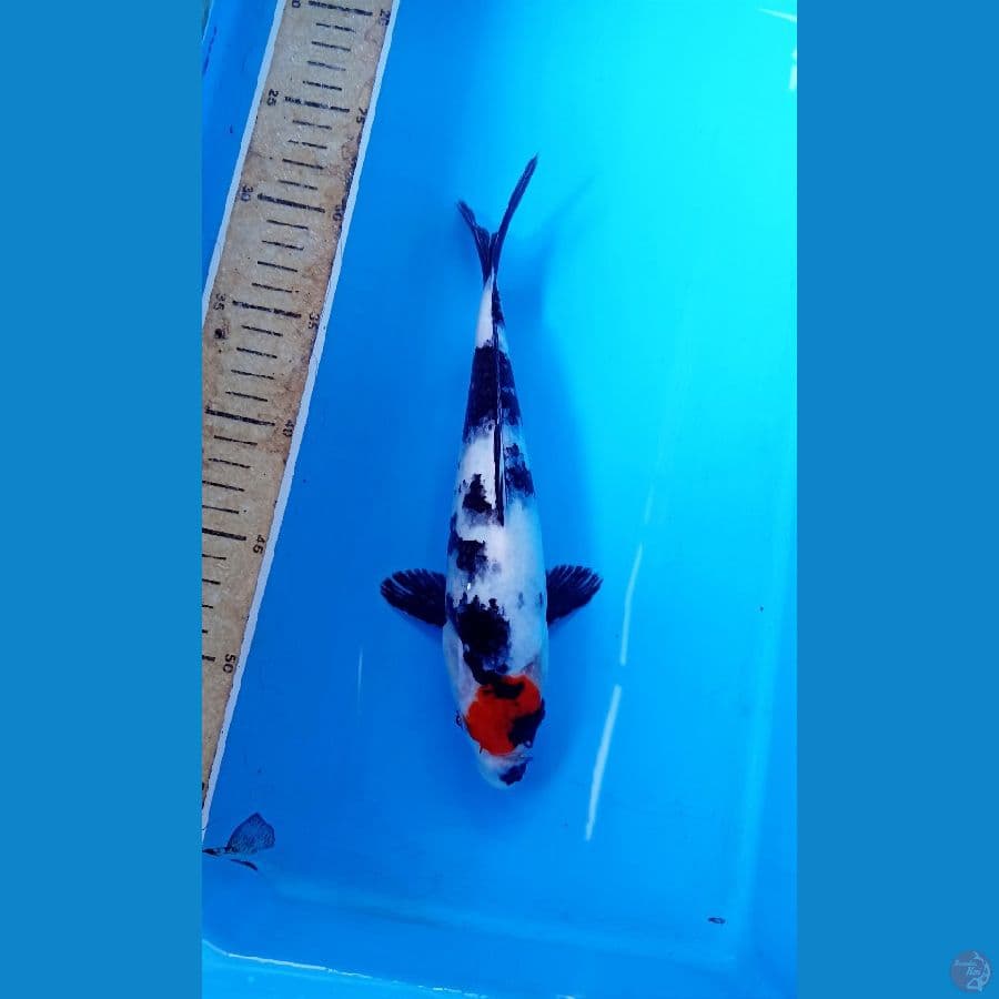 Tancho showa 25cm