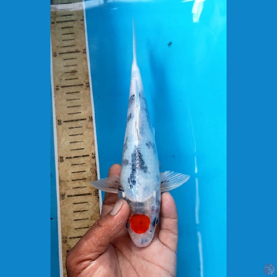 Tancho 26cm