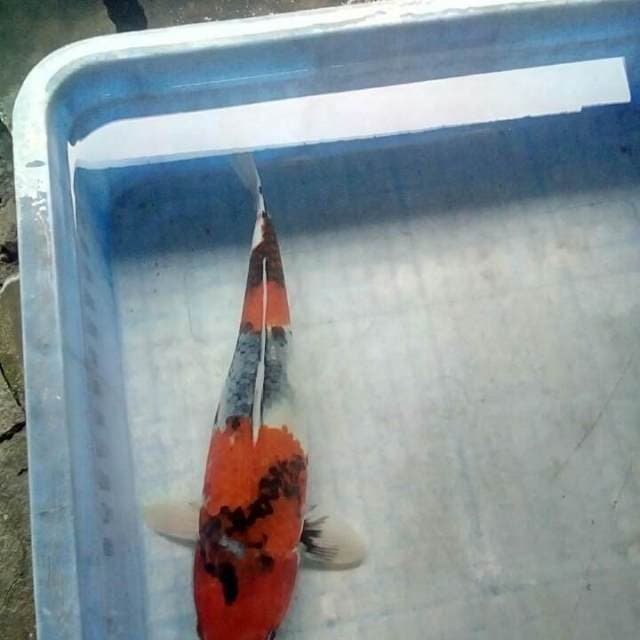 Siip33cm