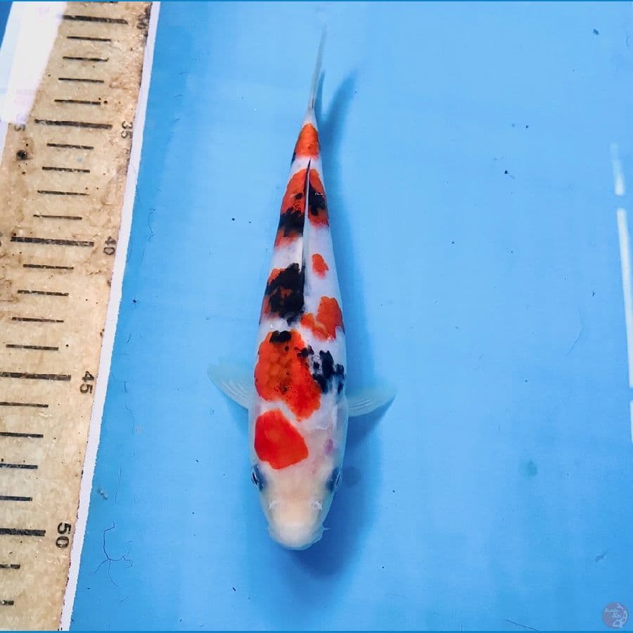sanke prospek 19cm