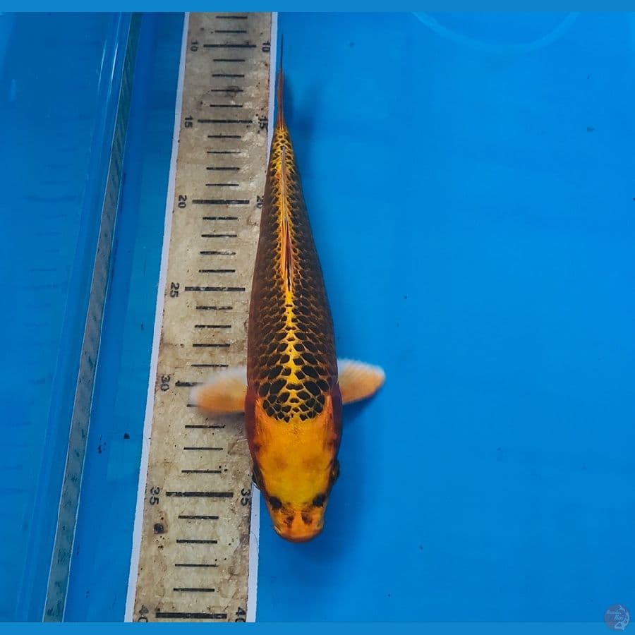 kin matsuba 25cm