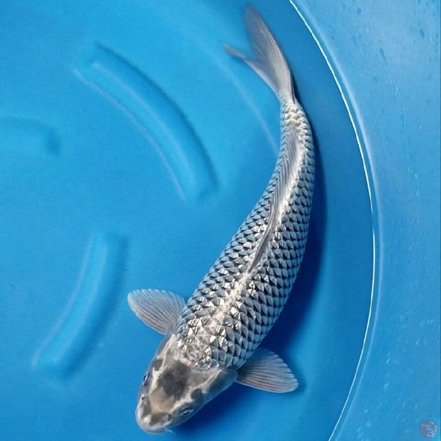 SILVER FOX RING SUPER RAPI 45 CM