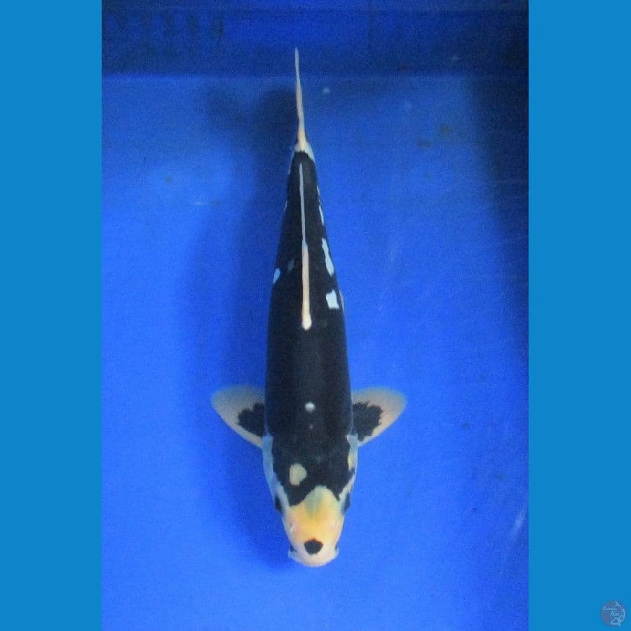 kawarimono ±35cm jantan