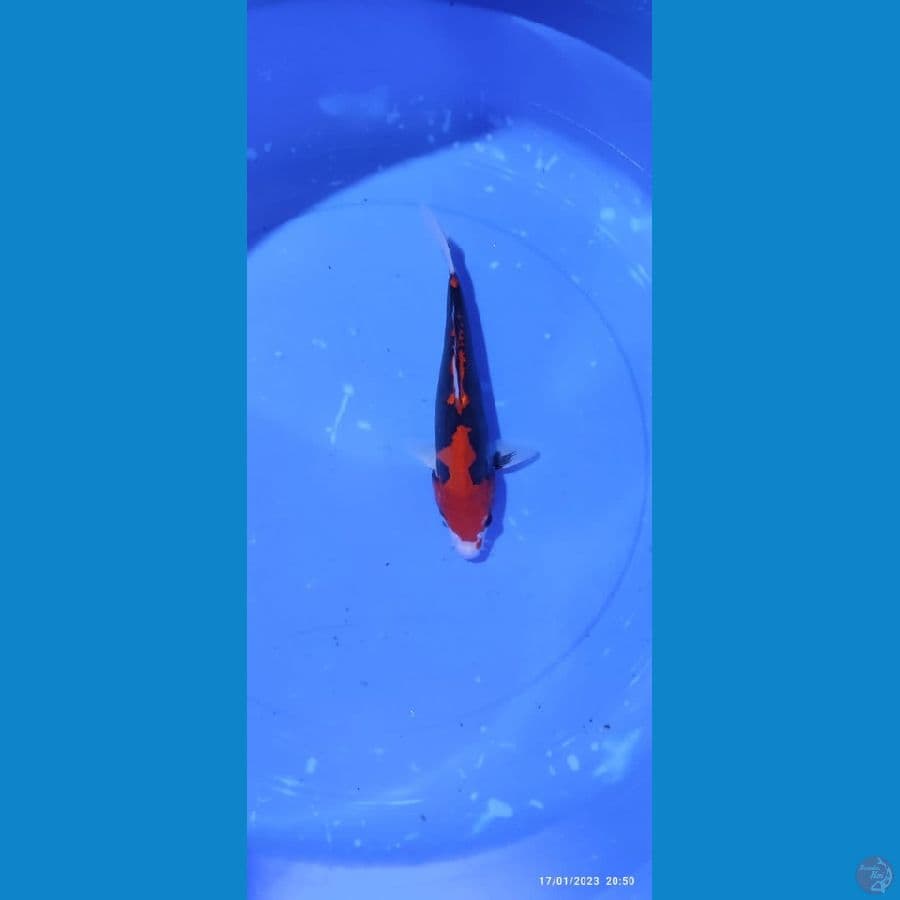 BENIKUMON- 27 CM