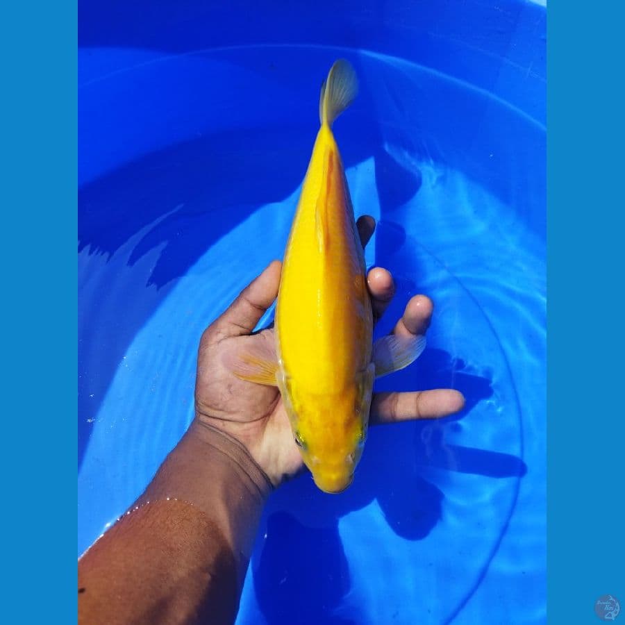 karasi lemon 28 cm