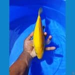 karasi lemon 28 cm