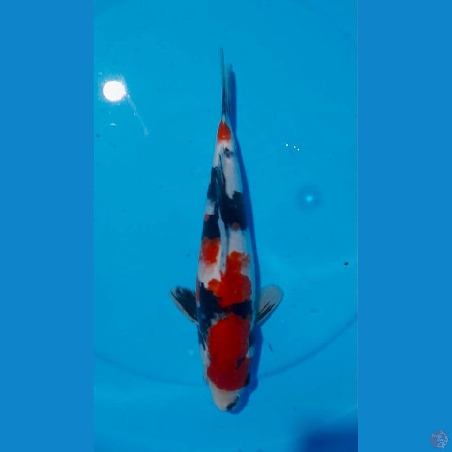 Showa Sansoku