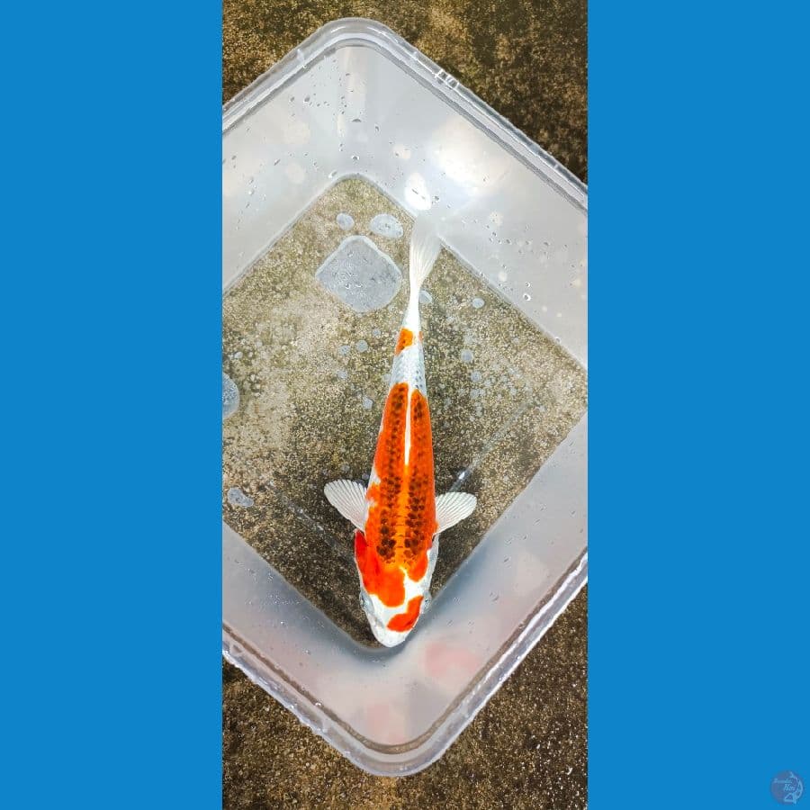 KUJAKU 17 CM 