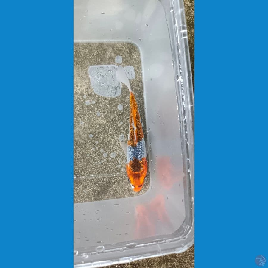 GOSIKI GINDRIN 12 CM