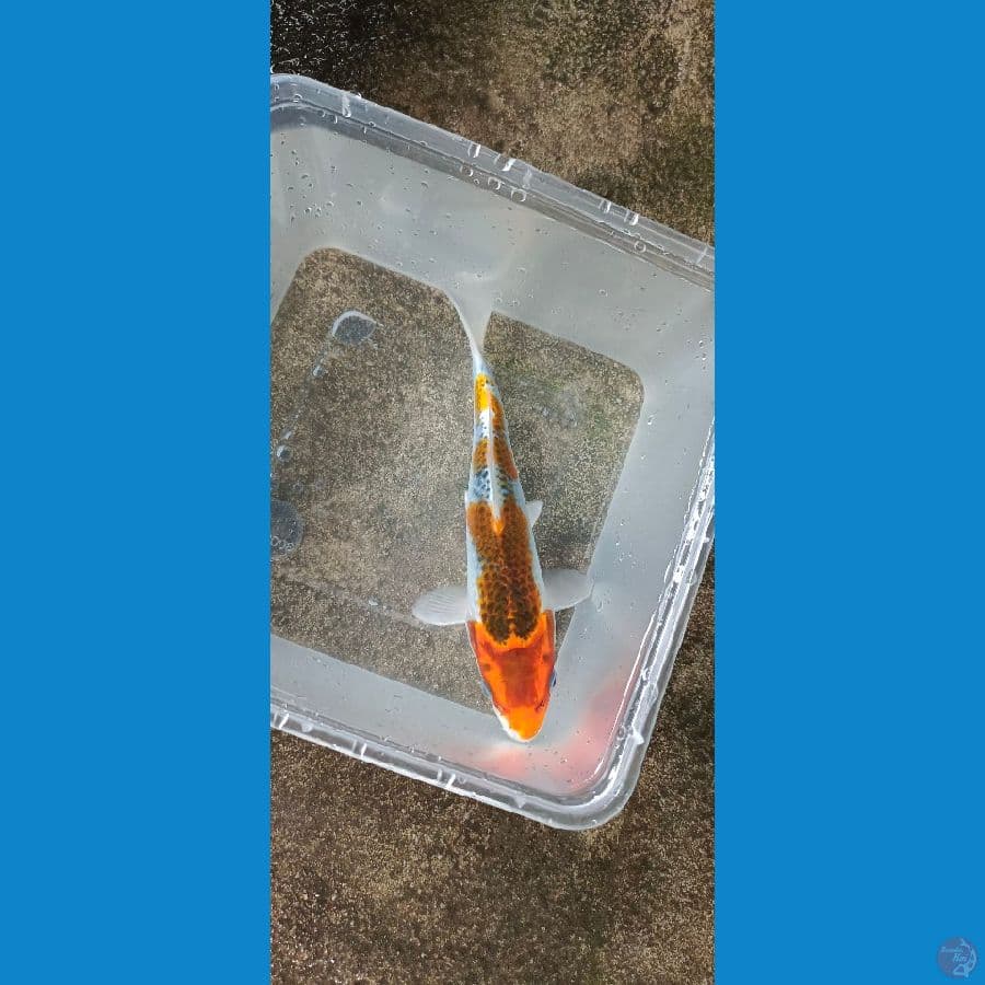 GOSIKI 18 CM 