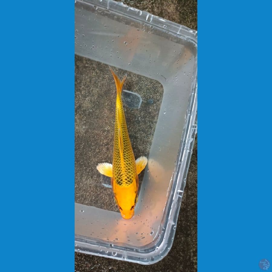 matsuba 15 cm